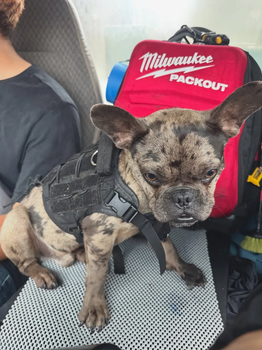Grimm, a French bulldog in a harness, riding in the work van on a red Milwaukee Packout tool box